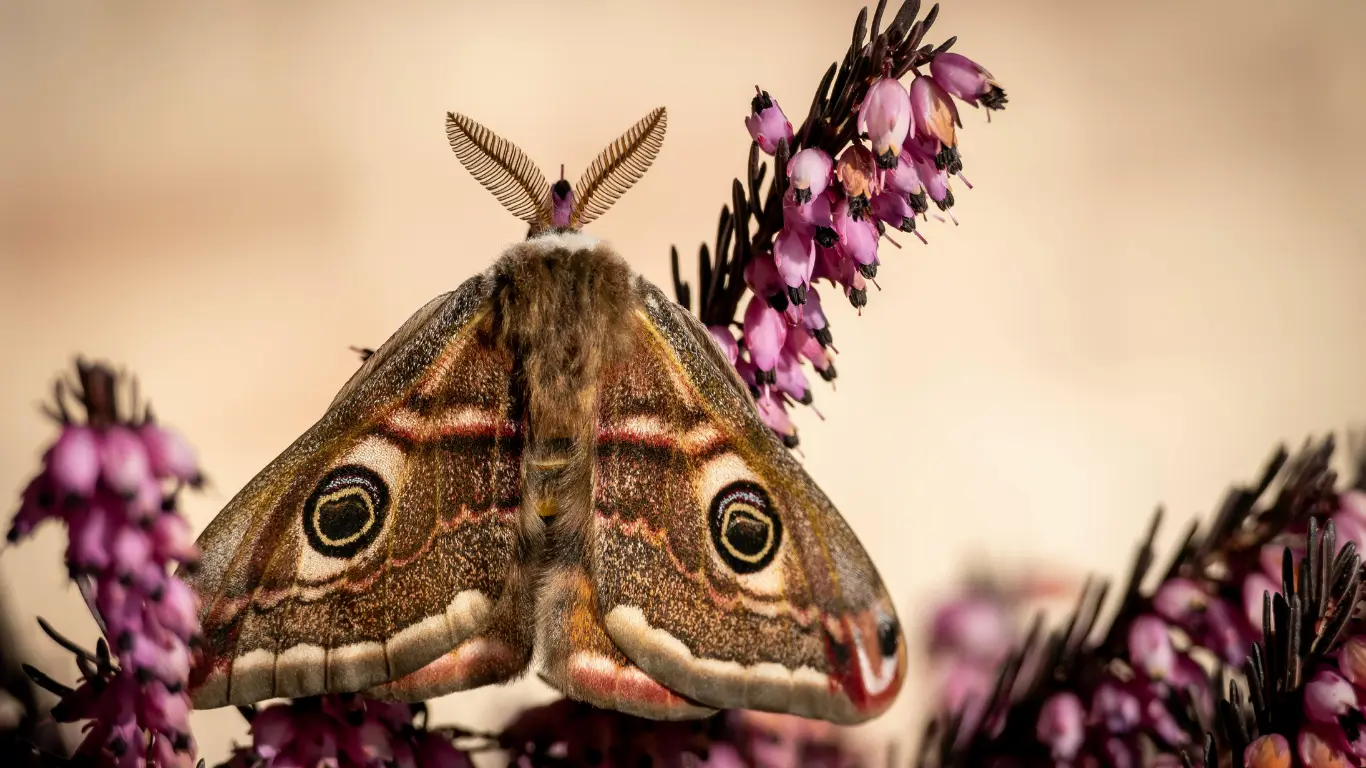 contact Adnaloy hypnotherapie