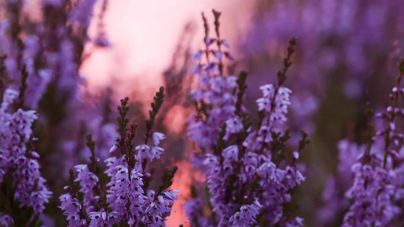 ervaringen hypnotherapie Adnaloy